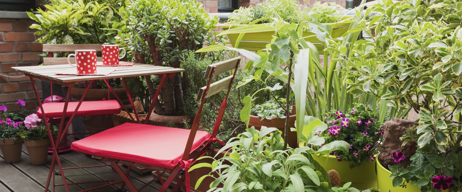 A Guide to Choosing the Perfect Plants for Your Patio